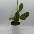 Opuntia Prickly Pear Cactus Variegated