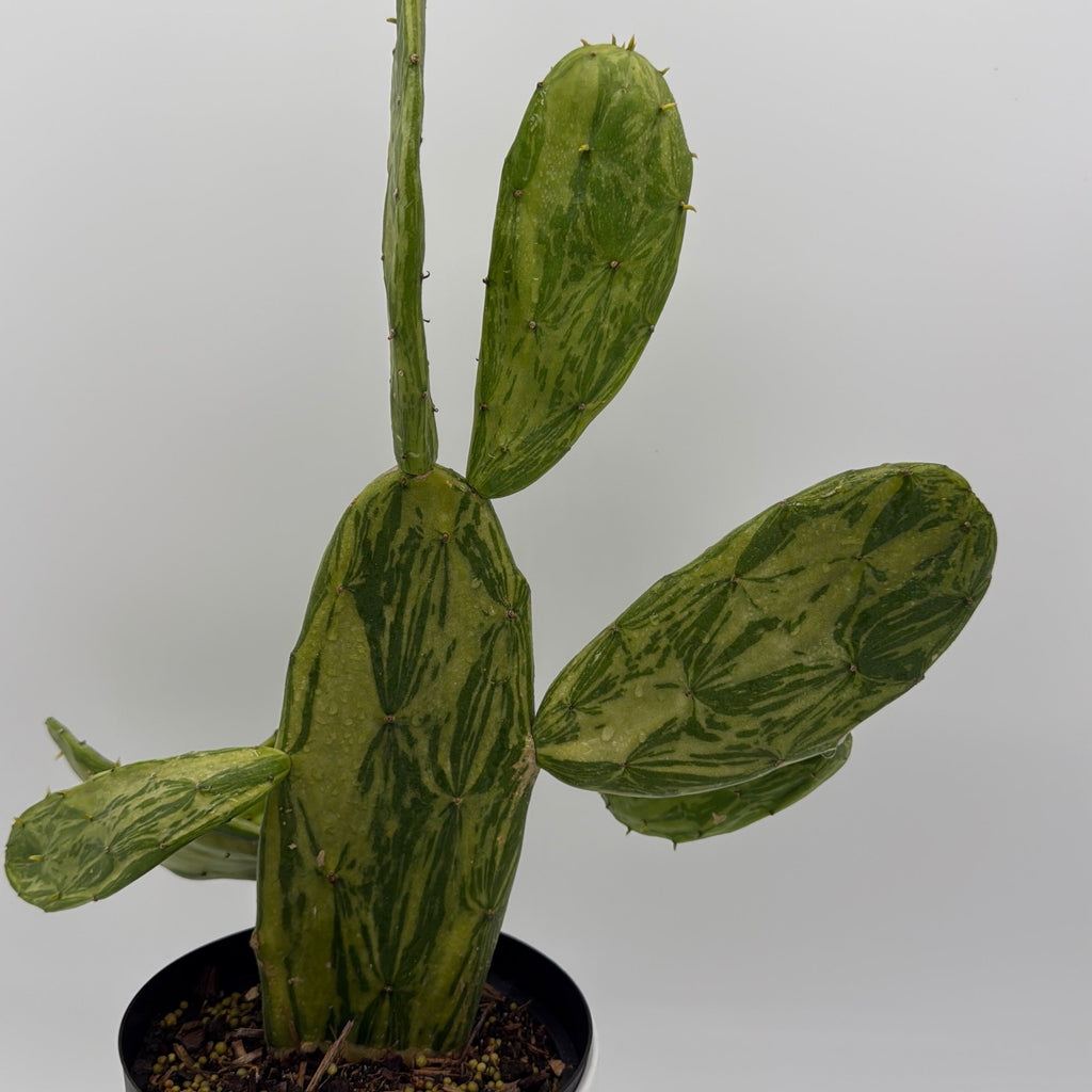 Opuntia Prickly Pear Cactus Variegated