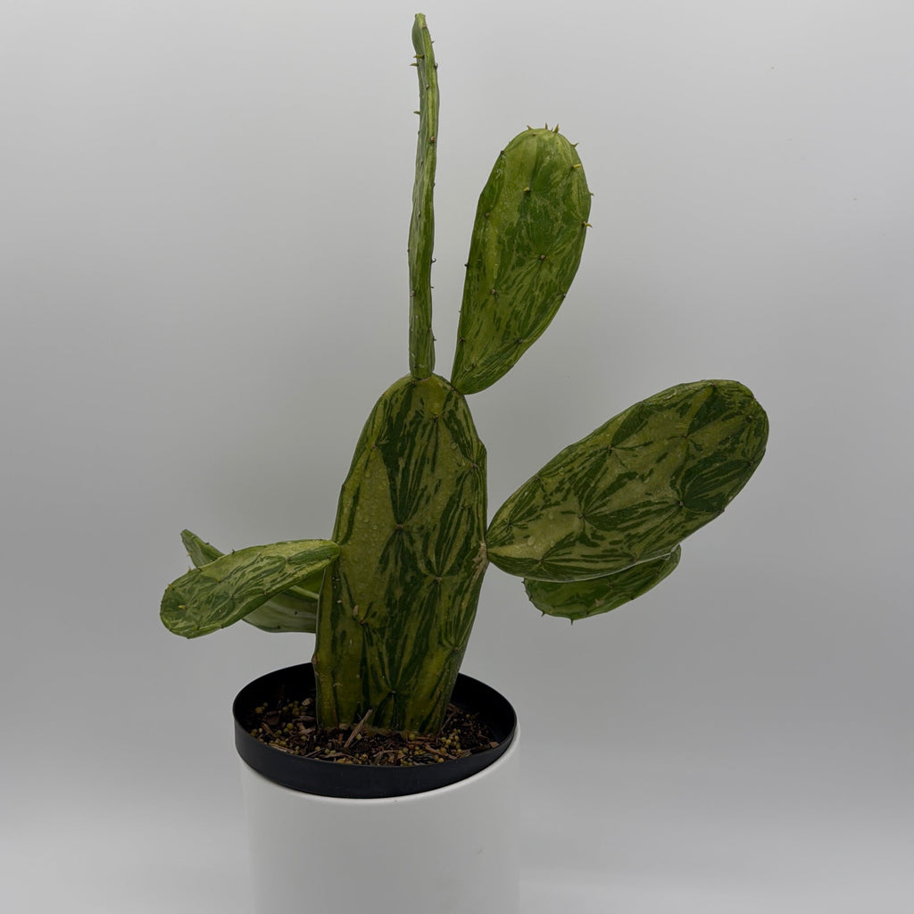 Opuntia Prickly Pear Cactus Variegated
