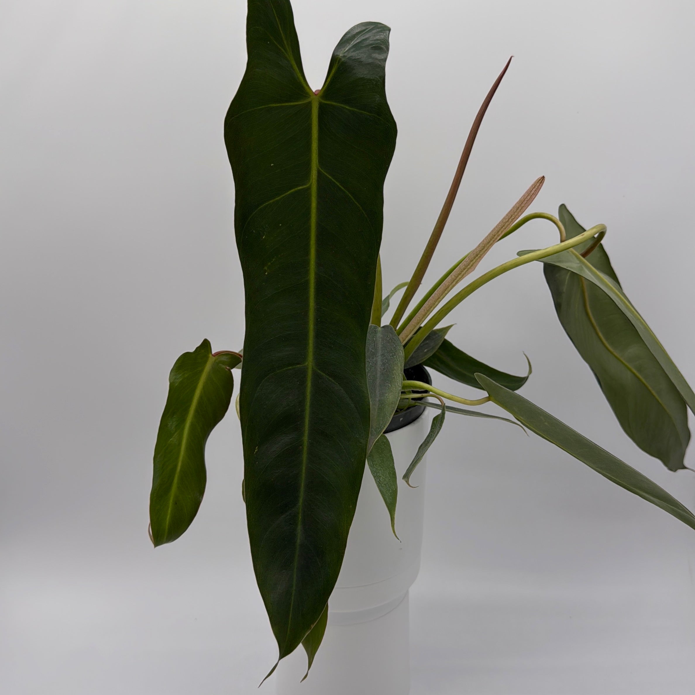 Philodendron Spiritus Sancti