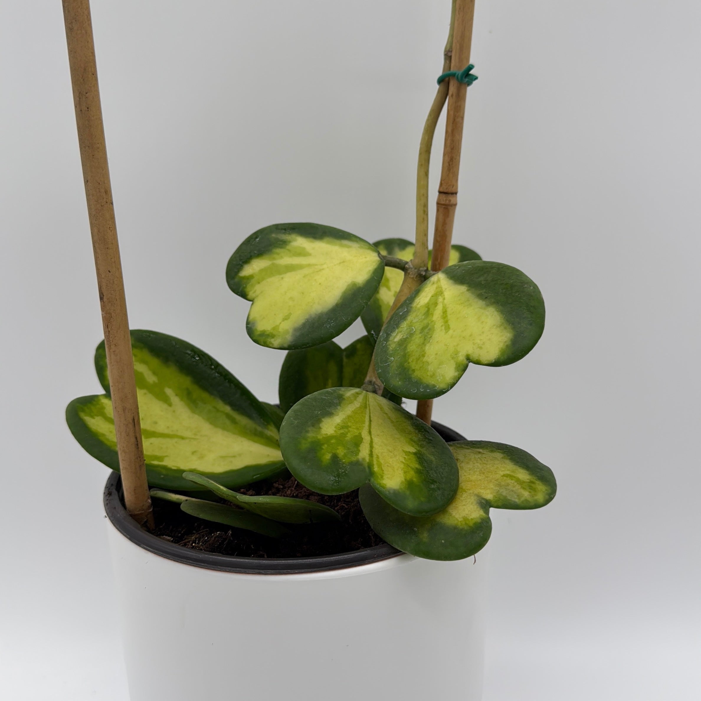 Hoya Kerrii Inner Variegated