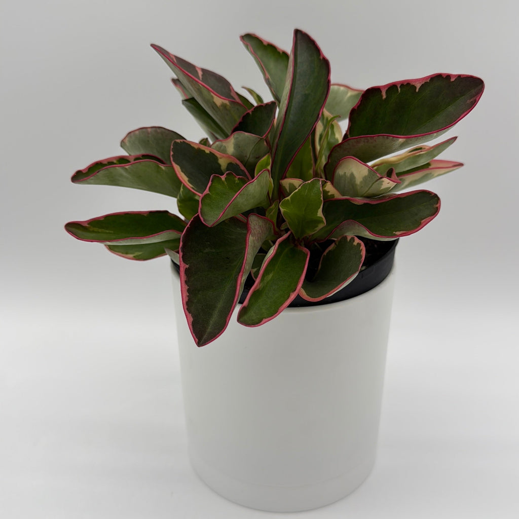 Peperomia Clusiifolia 'Ginny' Variegated
