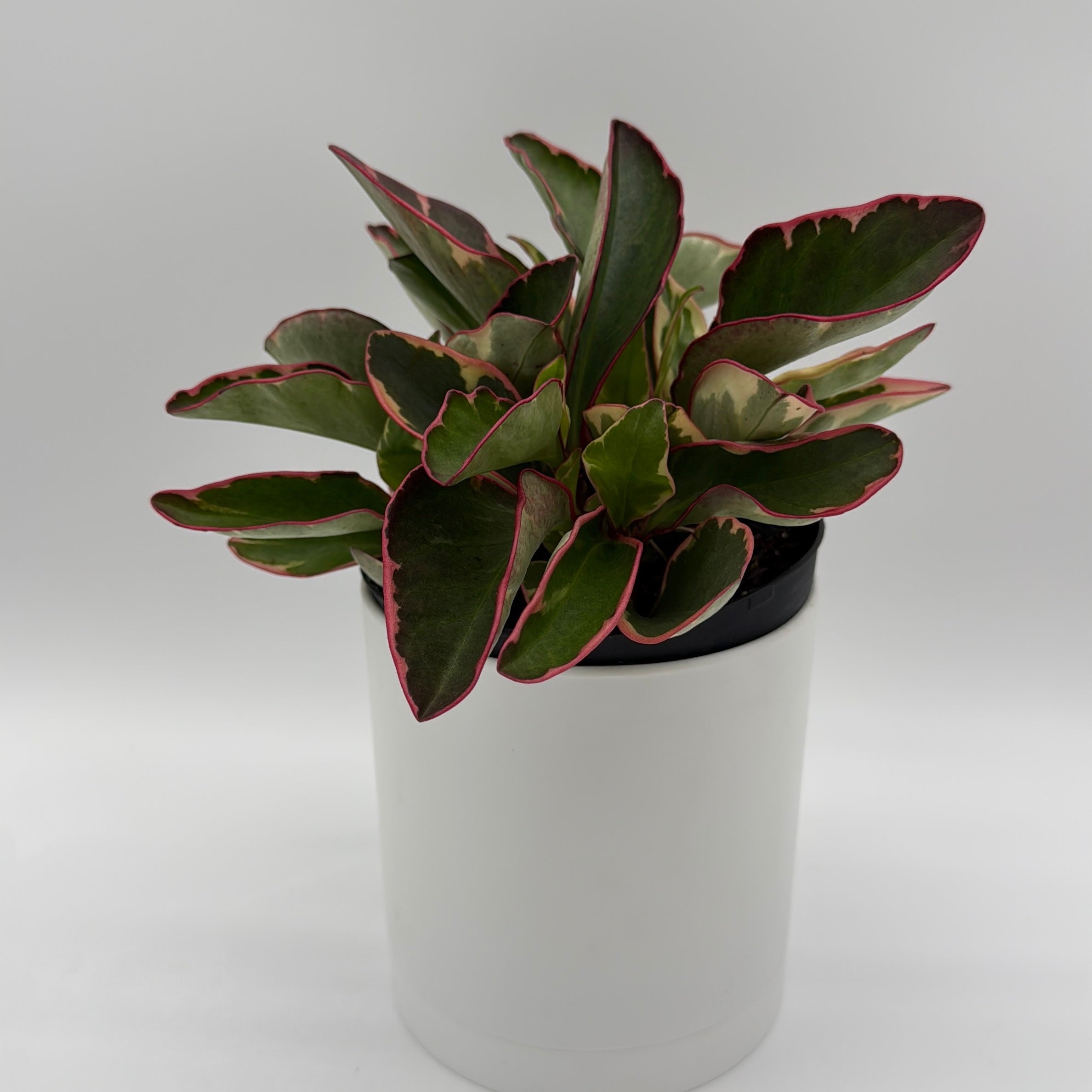 Peperomia Clusiifolia 'Ginny' Variegated