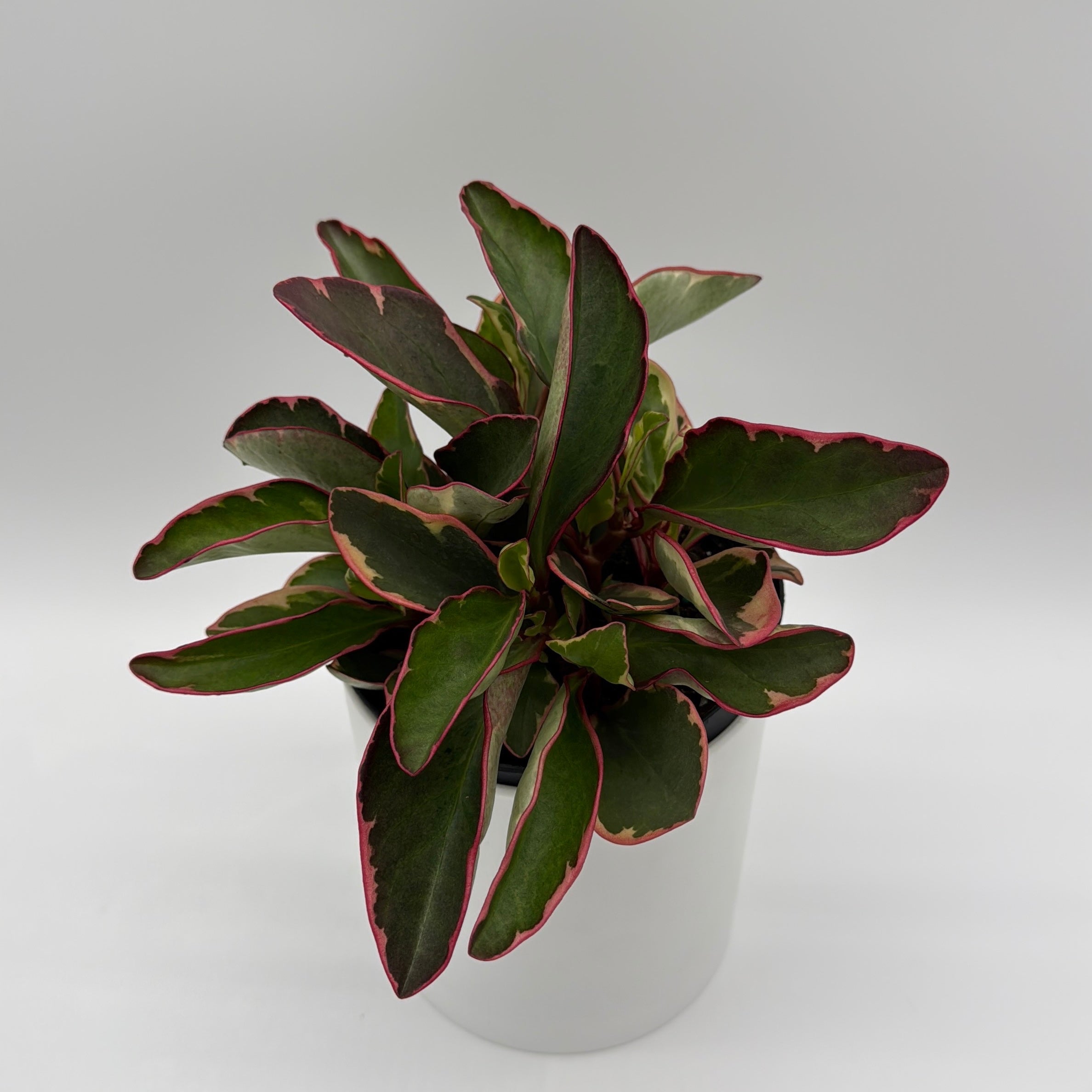 Peperomia Clusiifolia 'Ginny' Variegated