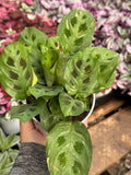 Maranta 'Beauty Kim' Variegated 6"