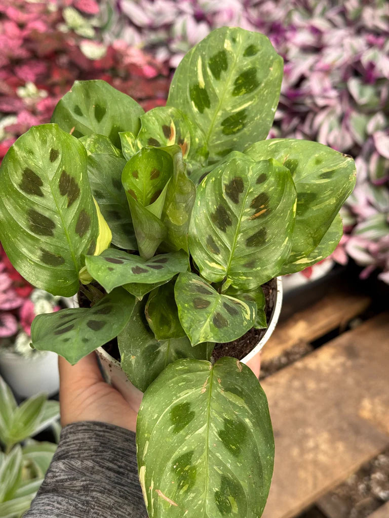 Maranta 'Beauty Kim' Variegated 6"