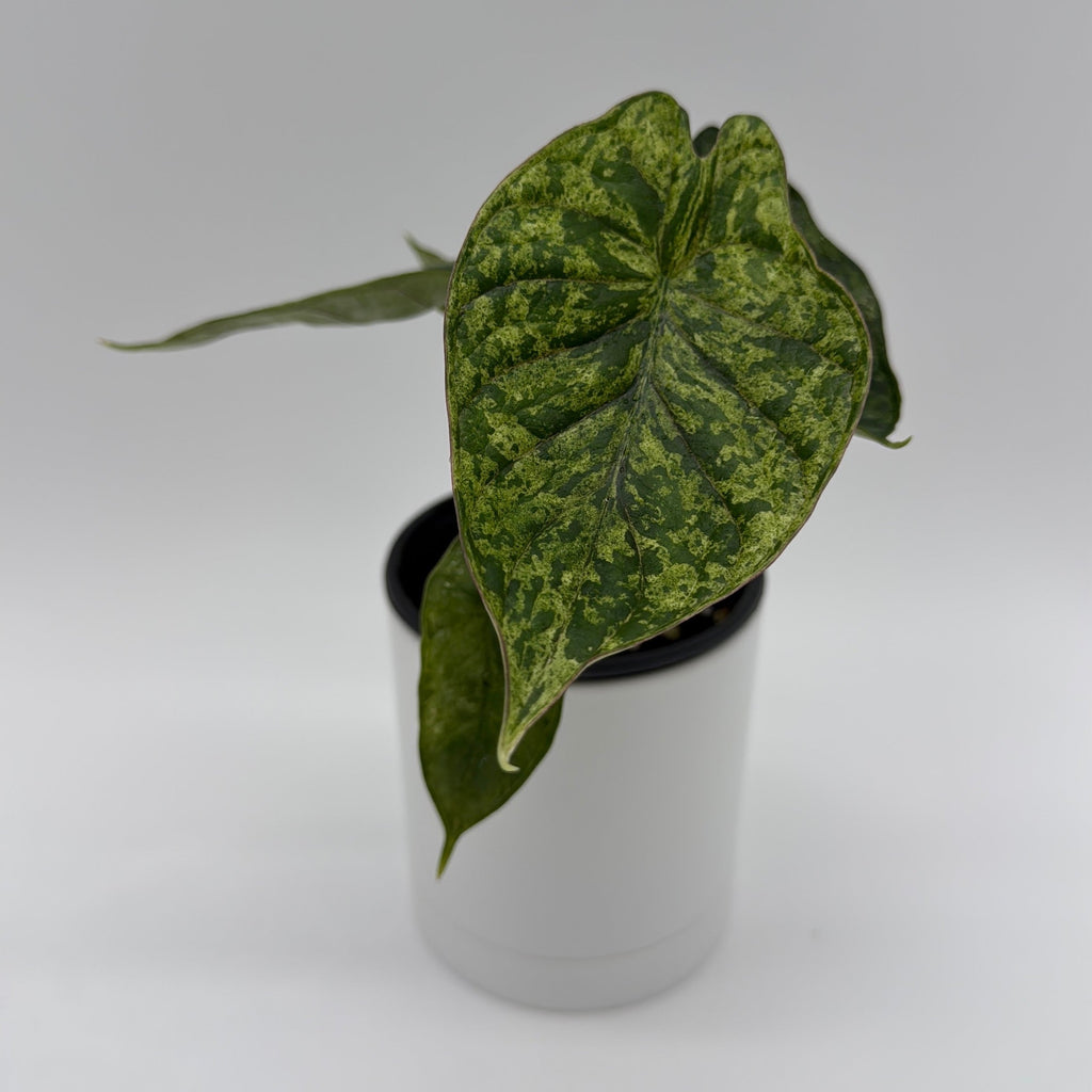 Alocasia Baginda Dragon Scale Mint Variegated