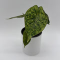Alocasia Baginda Dragon Scale Mint Variegated