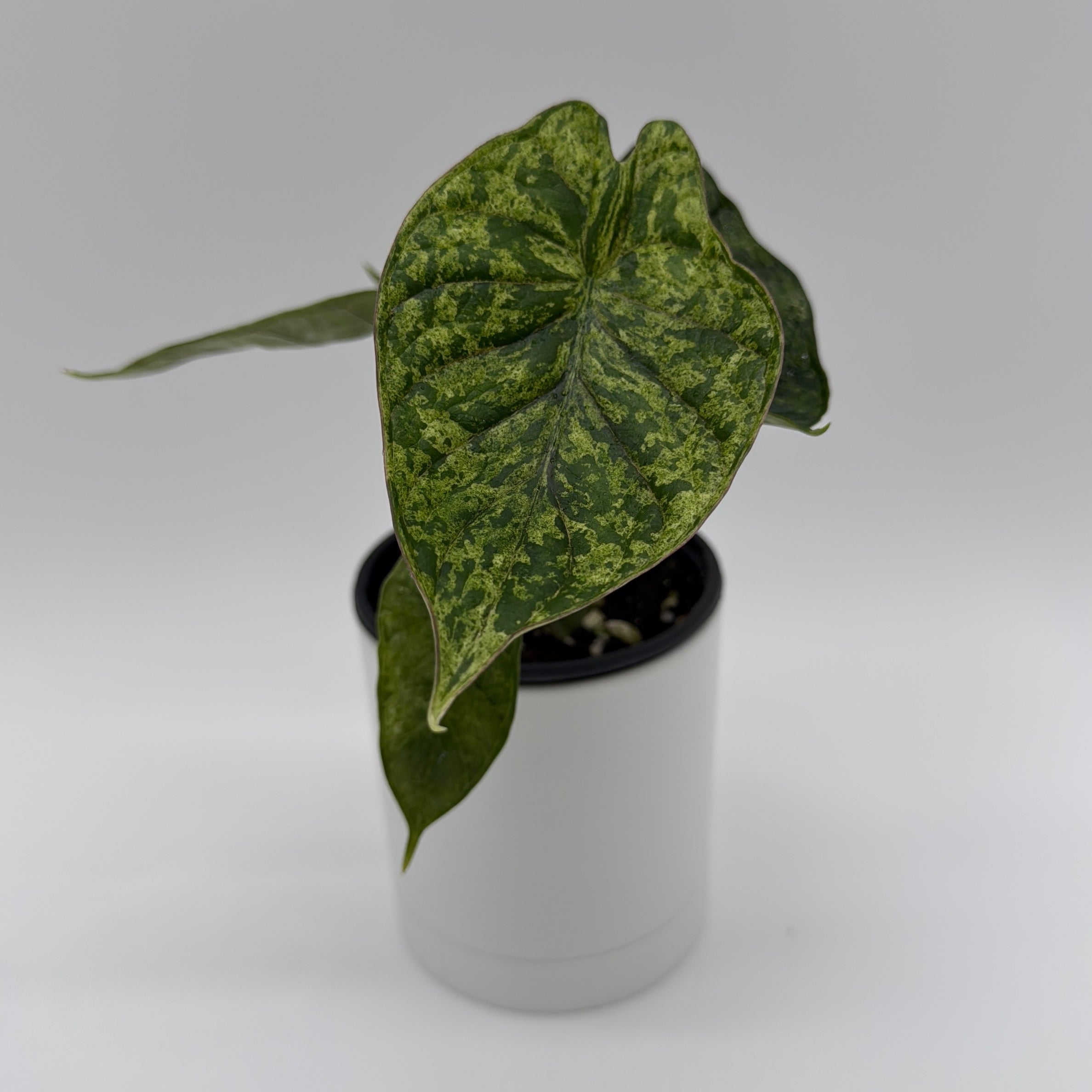 Alocasia Baginda Dragon Scale Mint Variegated