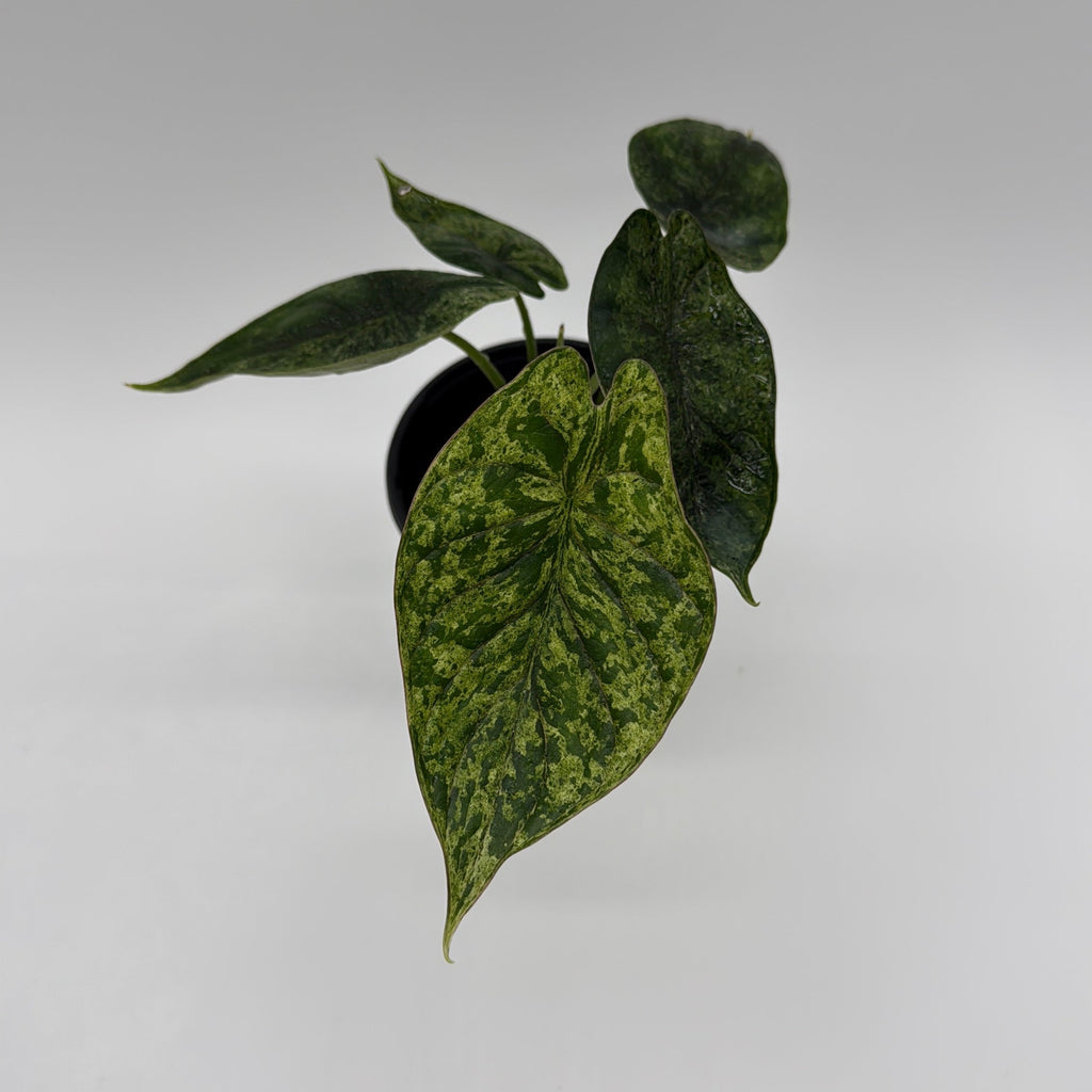 Alocasia Baginda Dragon Scale Mint Variegated
