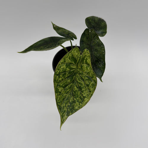 Alocasia Baginda Dragon Scale Mint Variegated