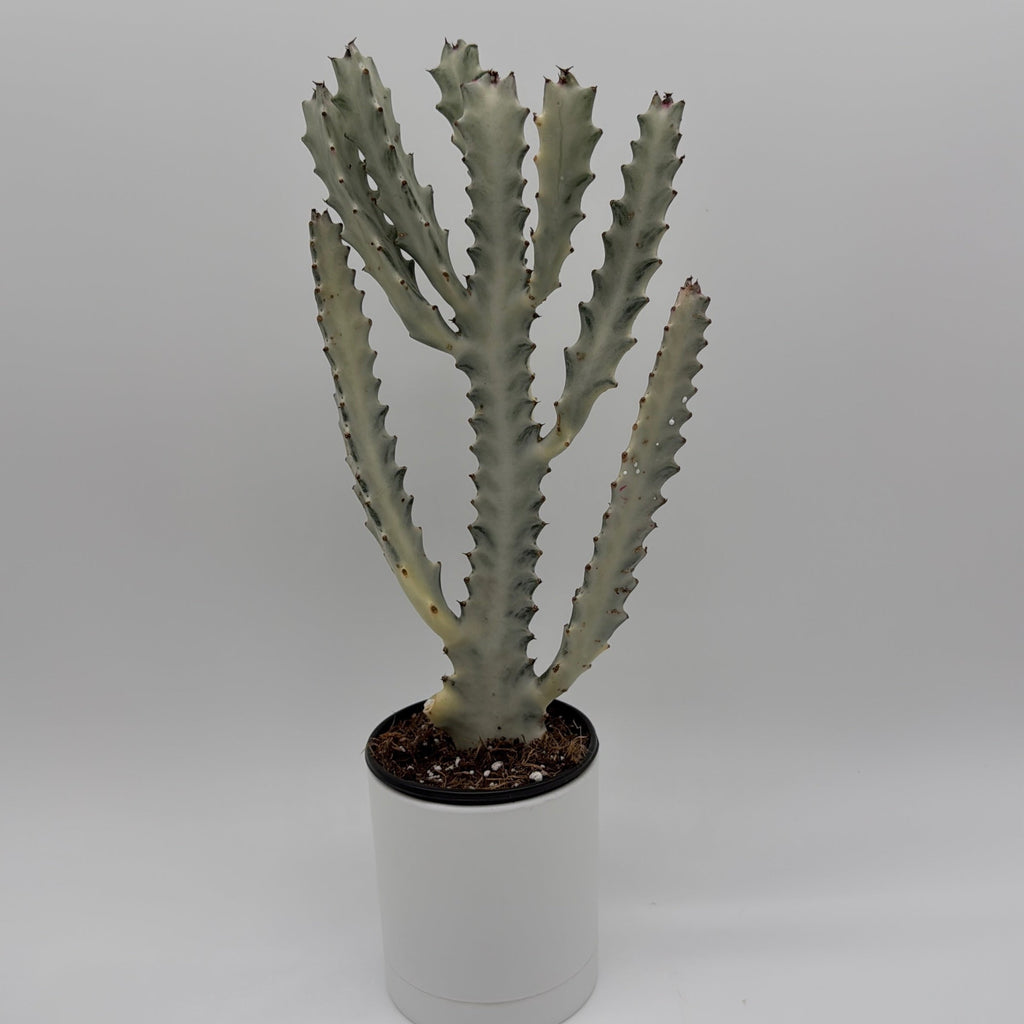 Euphorbia Dragon Bone