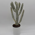 Euphorbia Dragon Bone