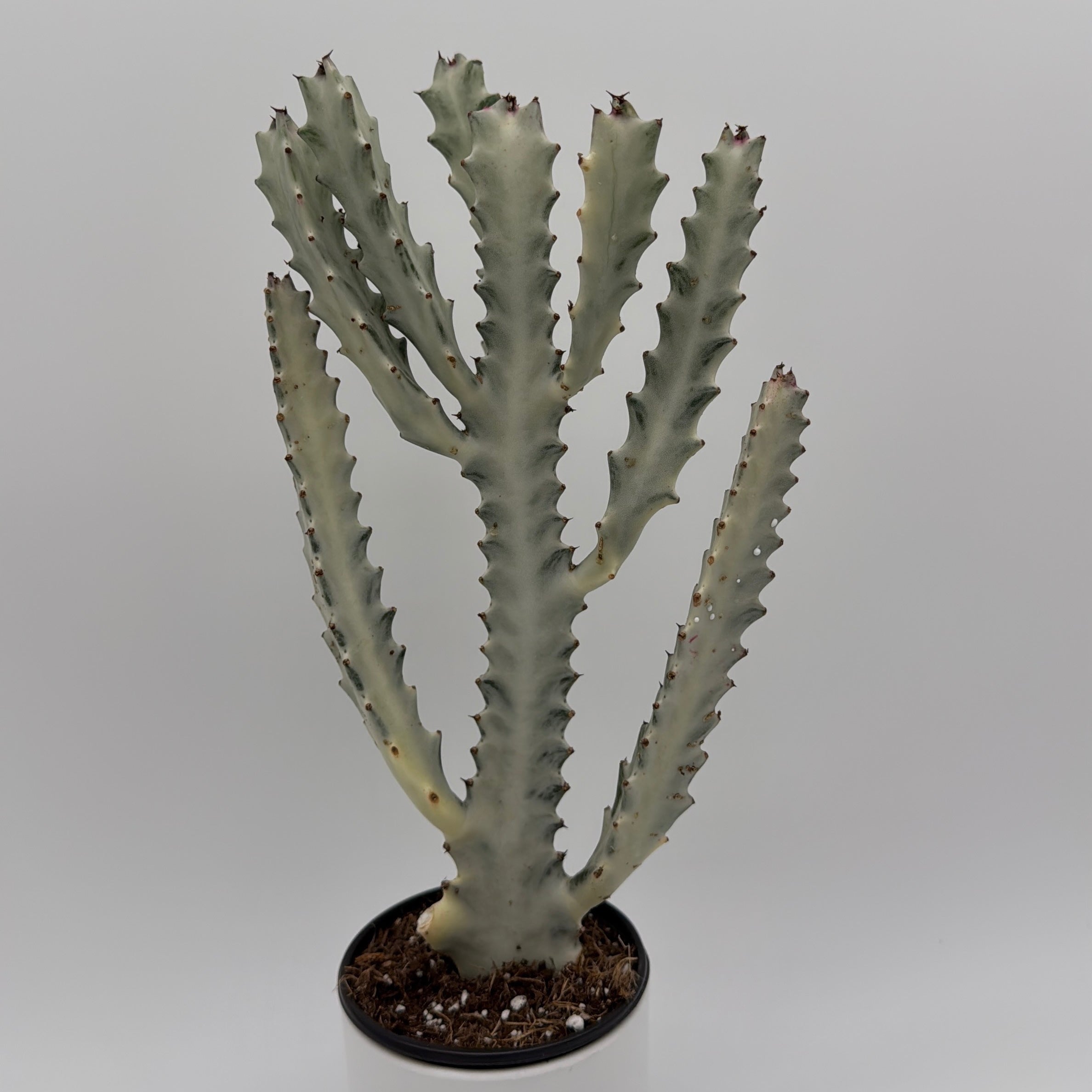 Euphorbia Dragon Bone
