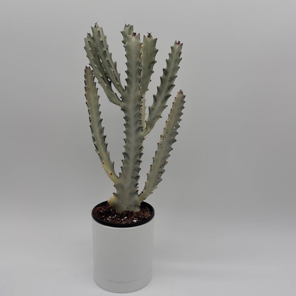 Euphorbia Dragon Bone