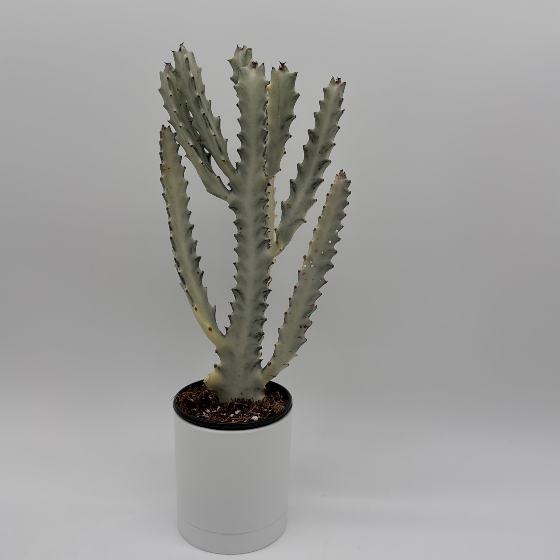 Euphorbia Dragon Bone