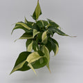 Philodendron Rio
