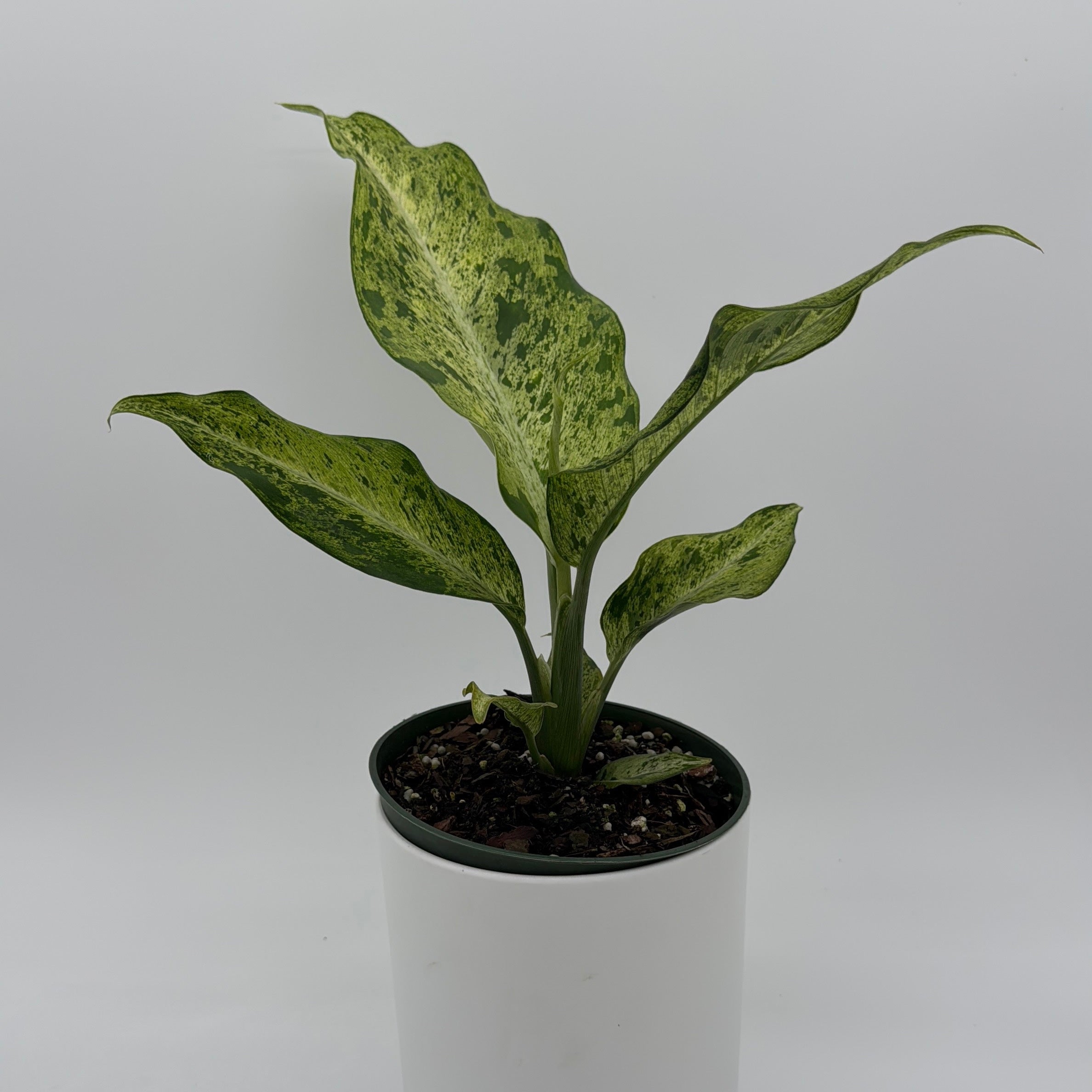 Dieffenbachia 'Maui Wowie' Variegated