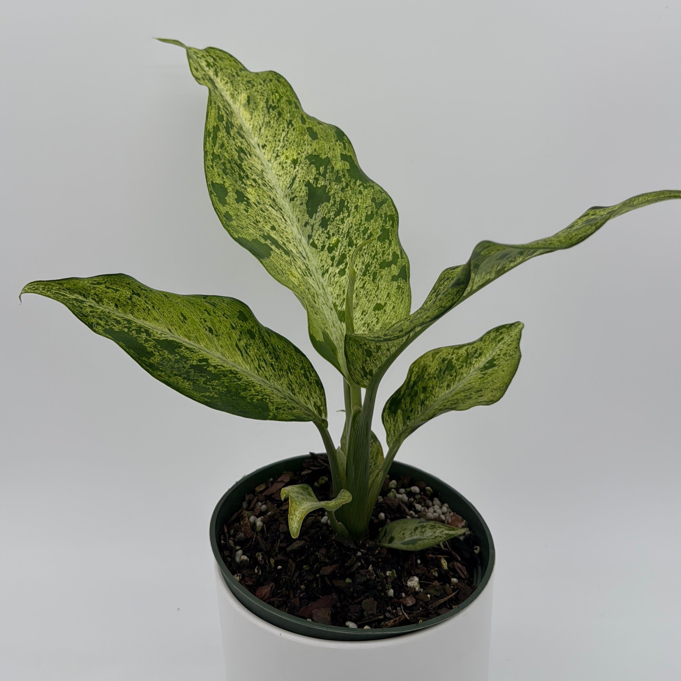 Dieffenbachia 'Maui Wowie' Variegated