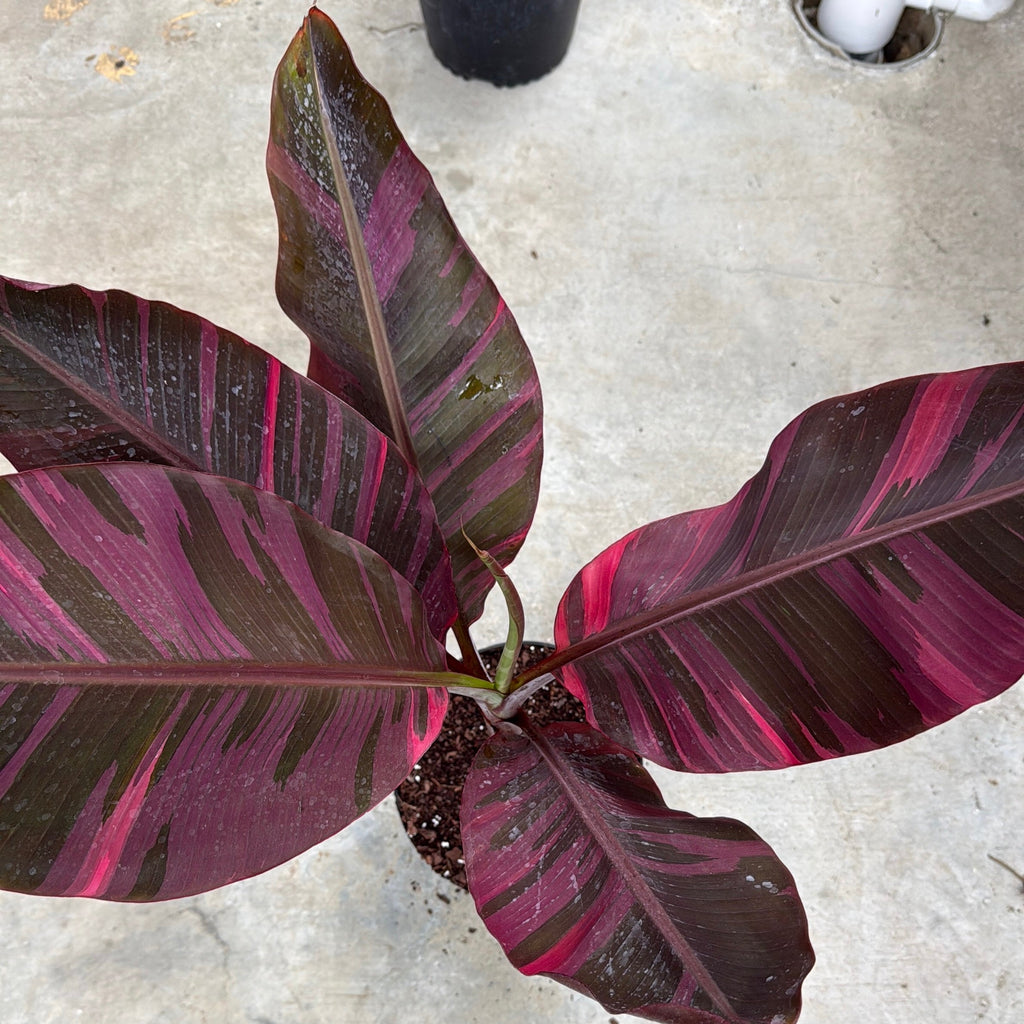 Banana 'Musa Nono' Variegated