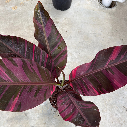 Banana 'Musa Nono' Variegated