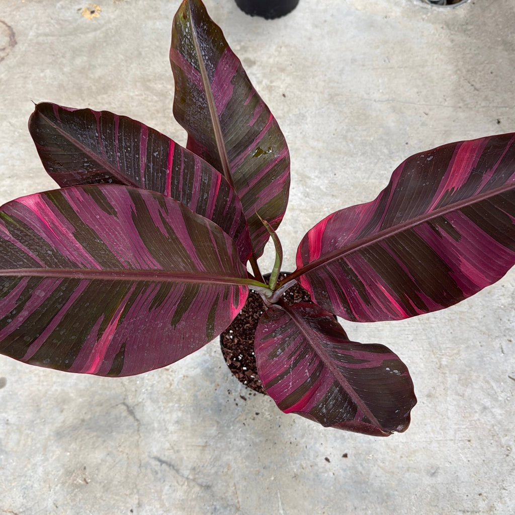 Banana 'Musa Nono' Variegated