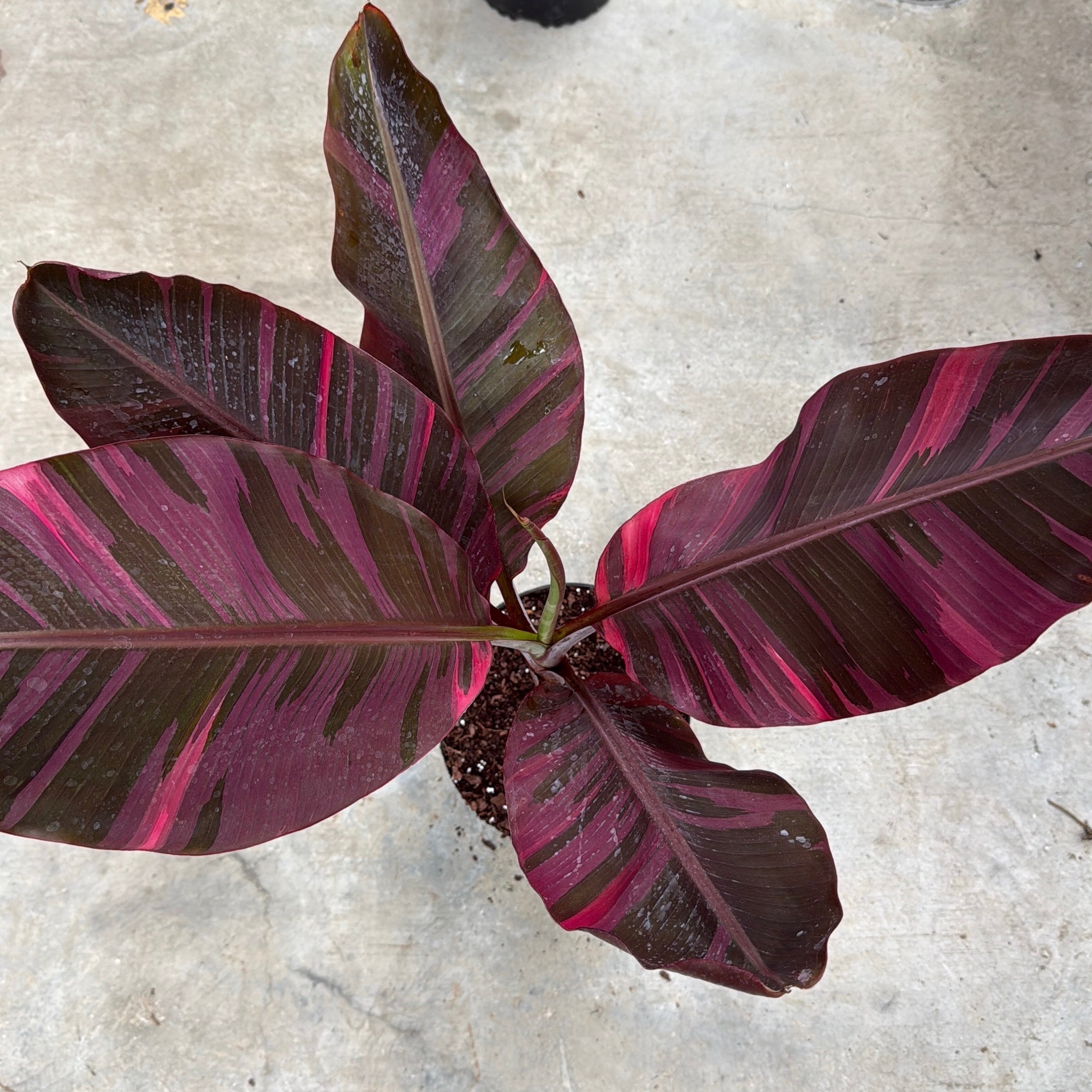 Banana 'Musa Nono' Variegated