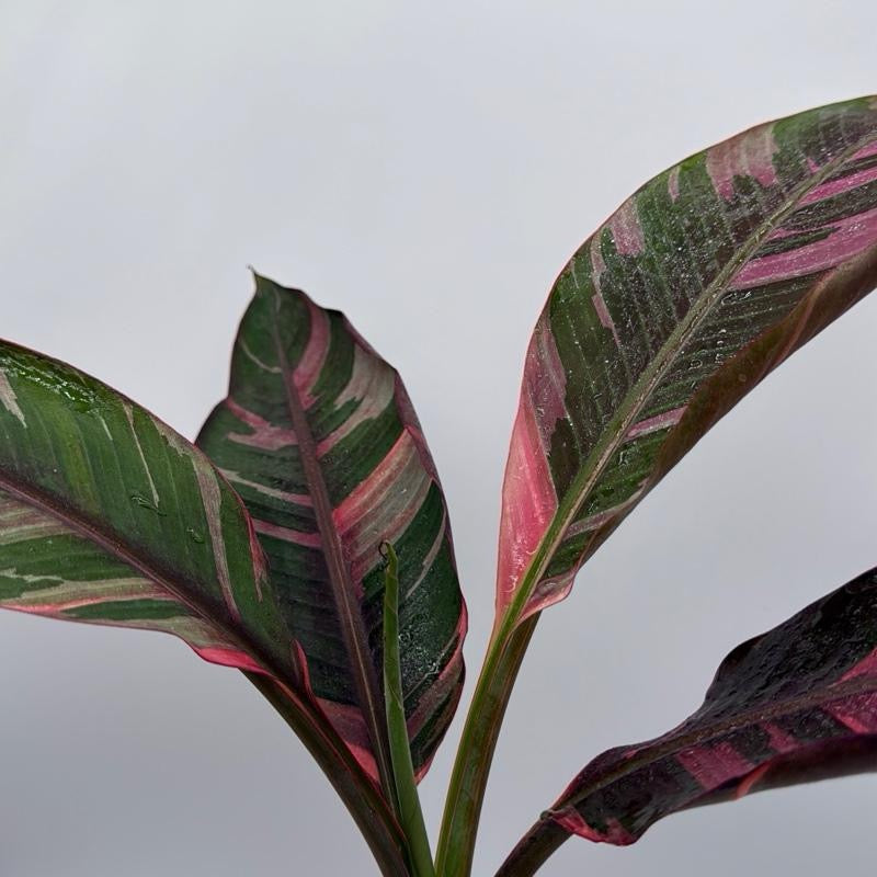 Banana 'Musa Nono' Variegated