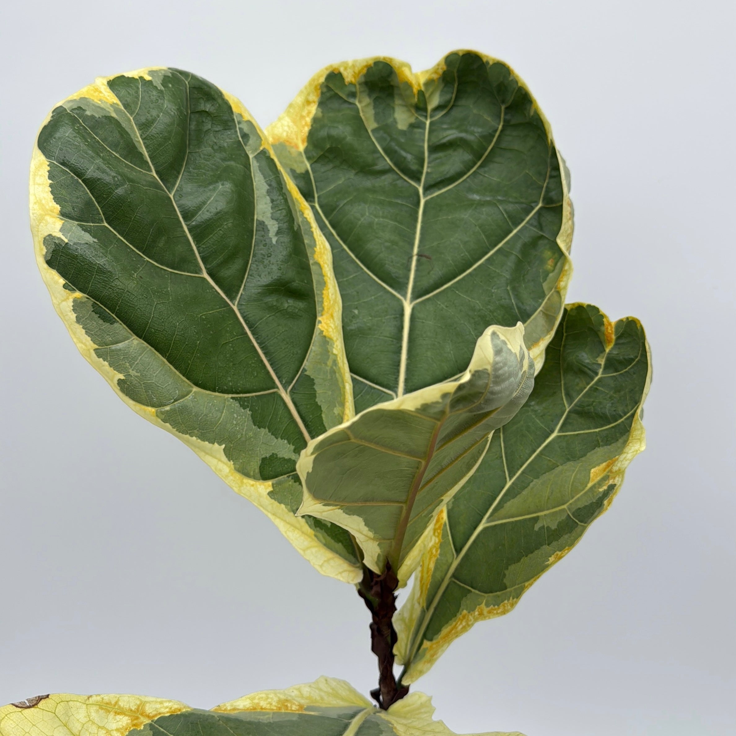 Ficus Lyrata 'Golden Sunshine' Variegated