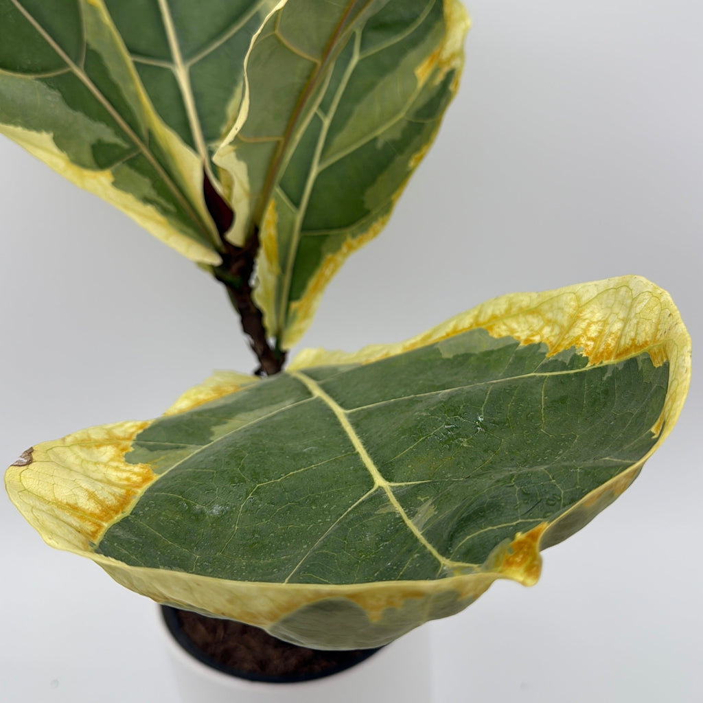 Ficus Lyrata 'Golden Sunshine' Variegated