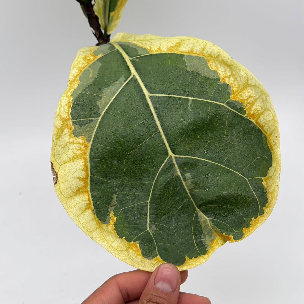Ficus Lyrata 'Golden Sunshine' Variegated