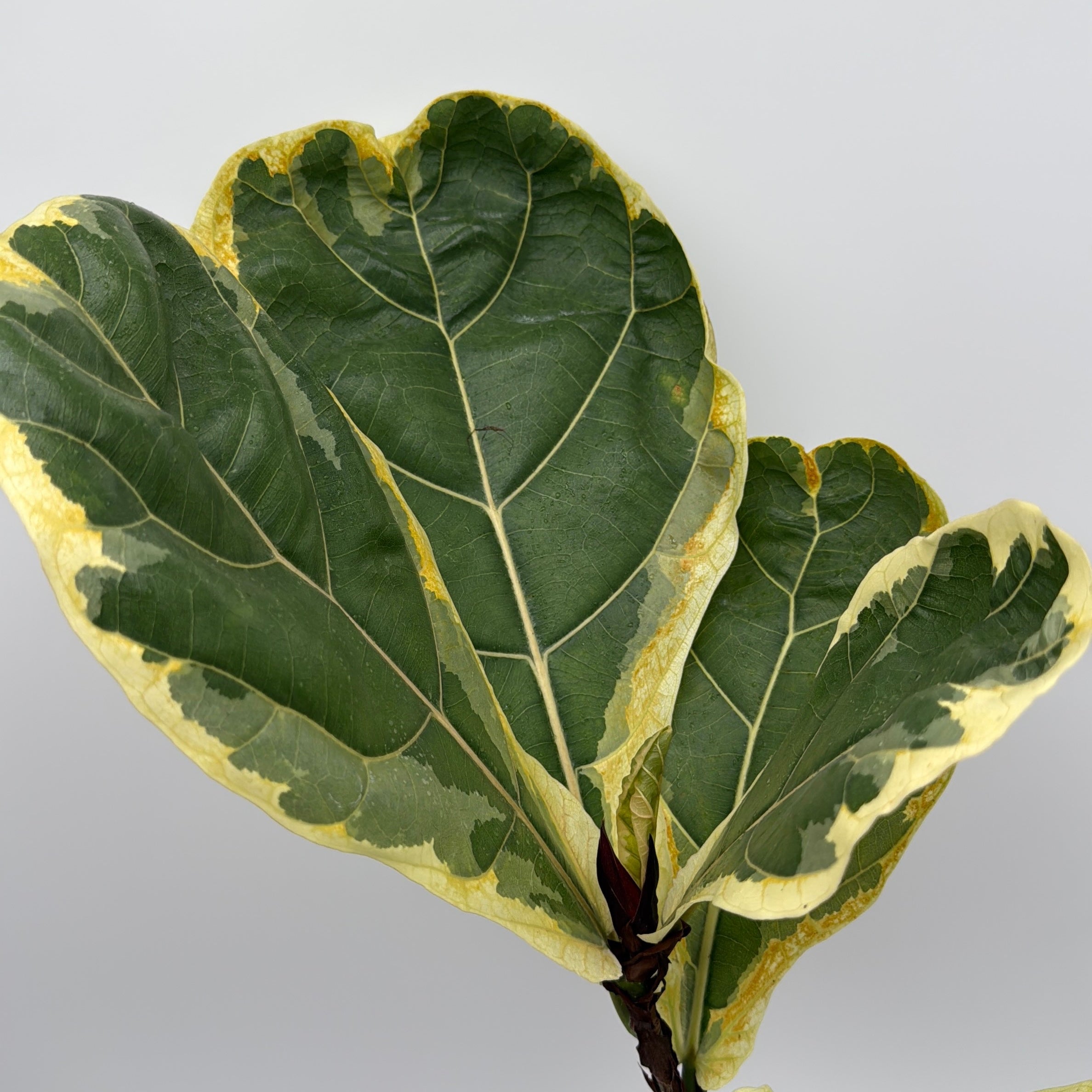 Ficus Lyrata 'Golden Sunshine' Variegated