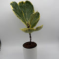 Ficus Lyrata 'Golden Sunshine' Variegated