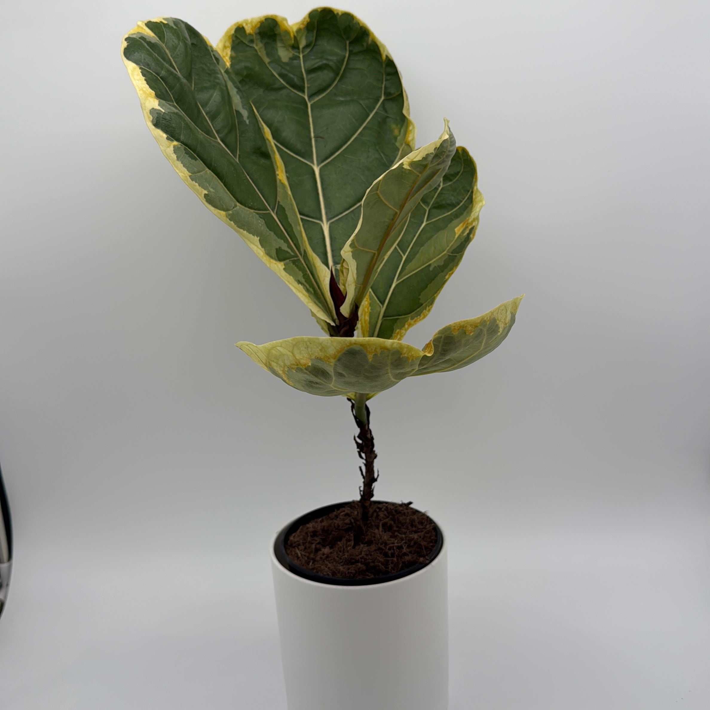 Ficus Lyrata 'Golden Sunshine' Variegated