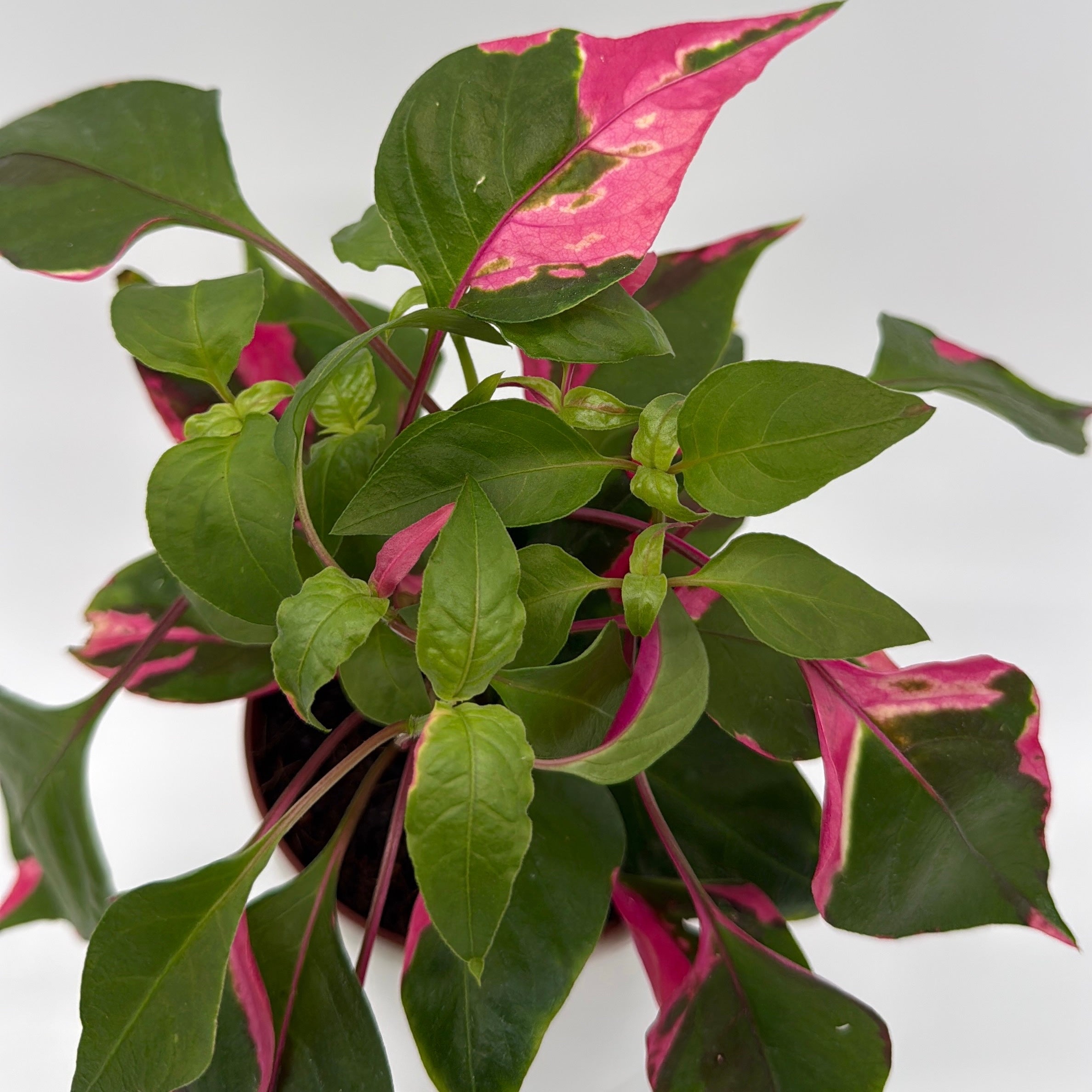 Alternanthera 'Party Time'