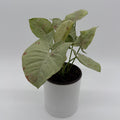 Syngonium Milk Confetti