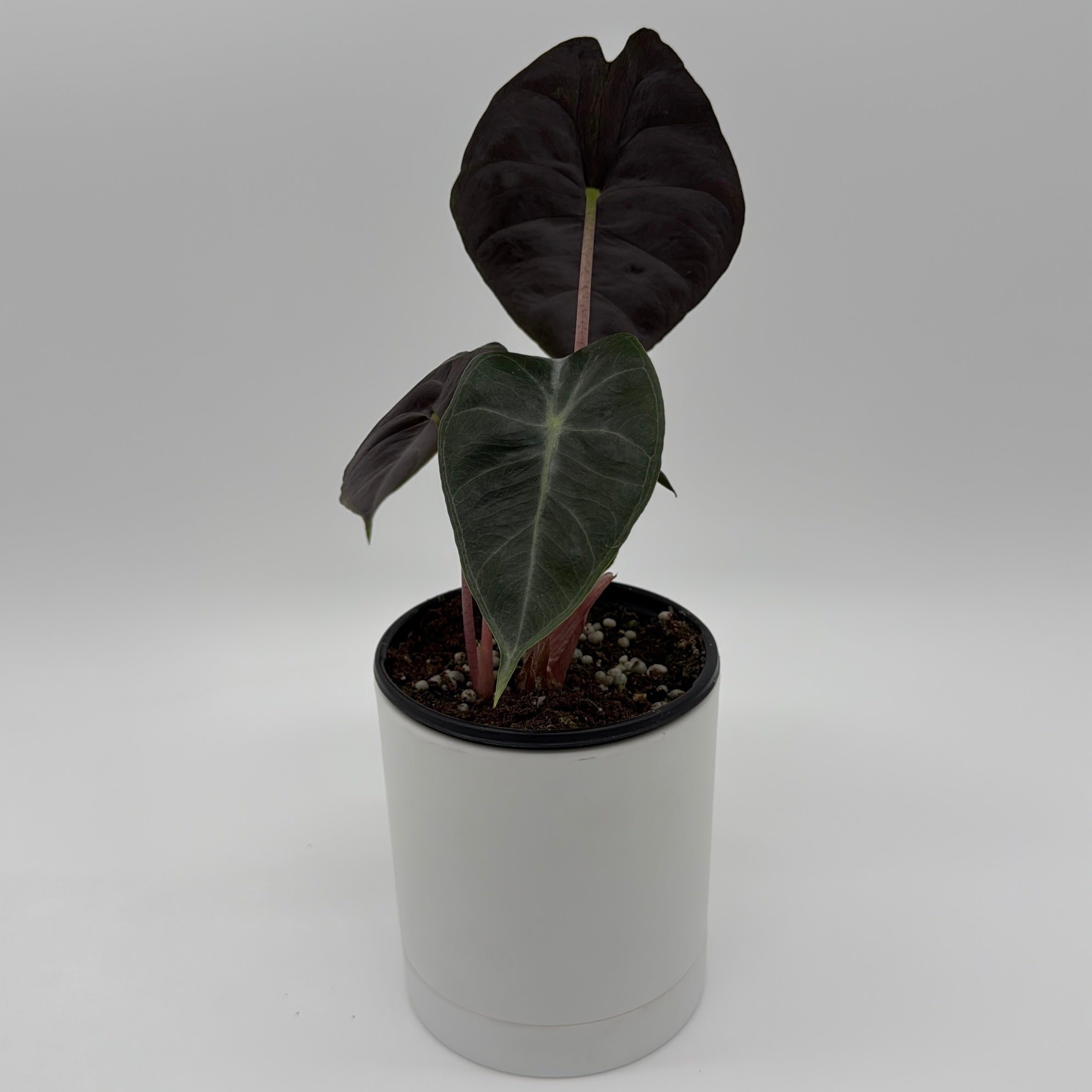 Alocasia 'Pink Dragon Morroco'