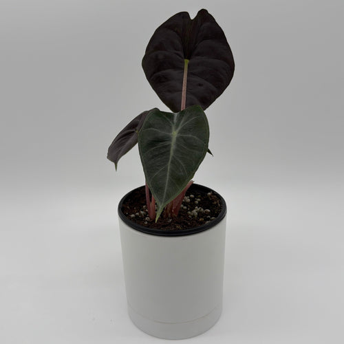 Alocasia 'Pink Dragon Morroco'
