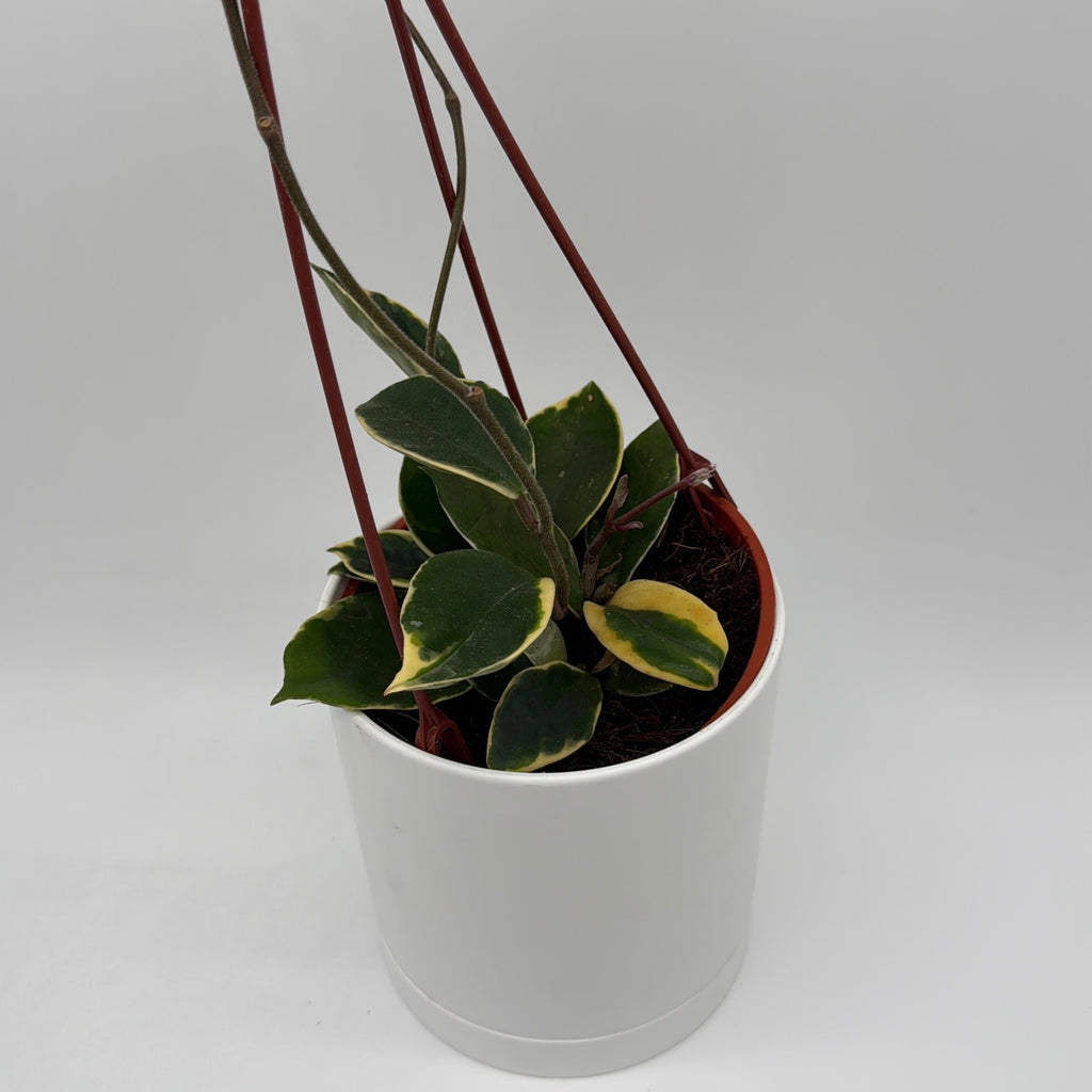Hoya Carnosa 'Krimson' Variegated