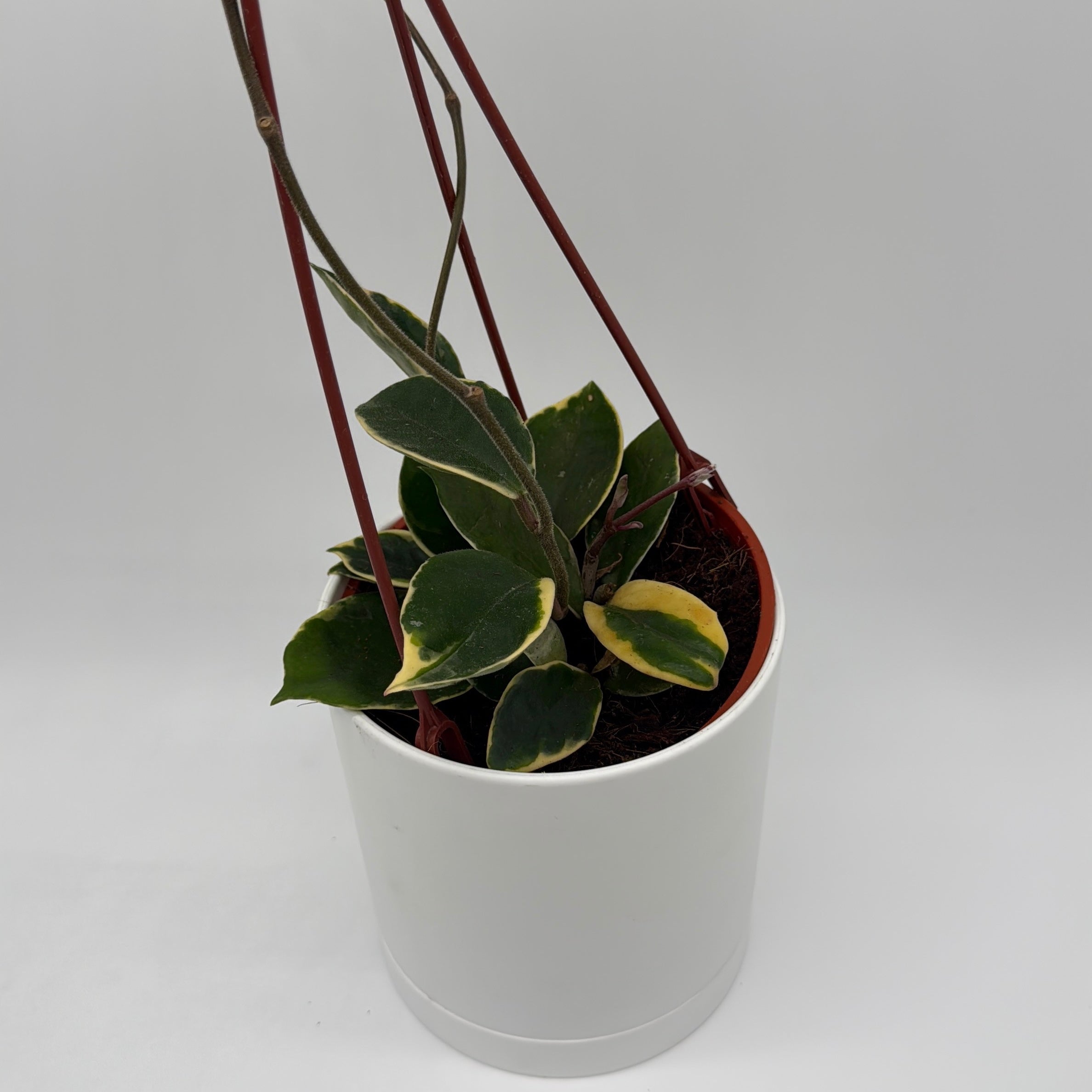 Hoya Carnosa 'Krimson' Variegated