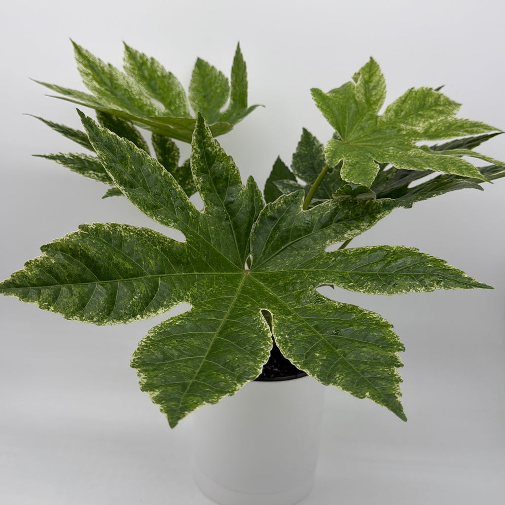 Fatsia Japonica Spider Web Variegated