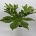 Fatsia Japonica Spider Web Variegated
