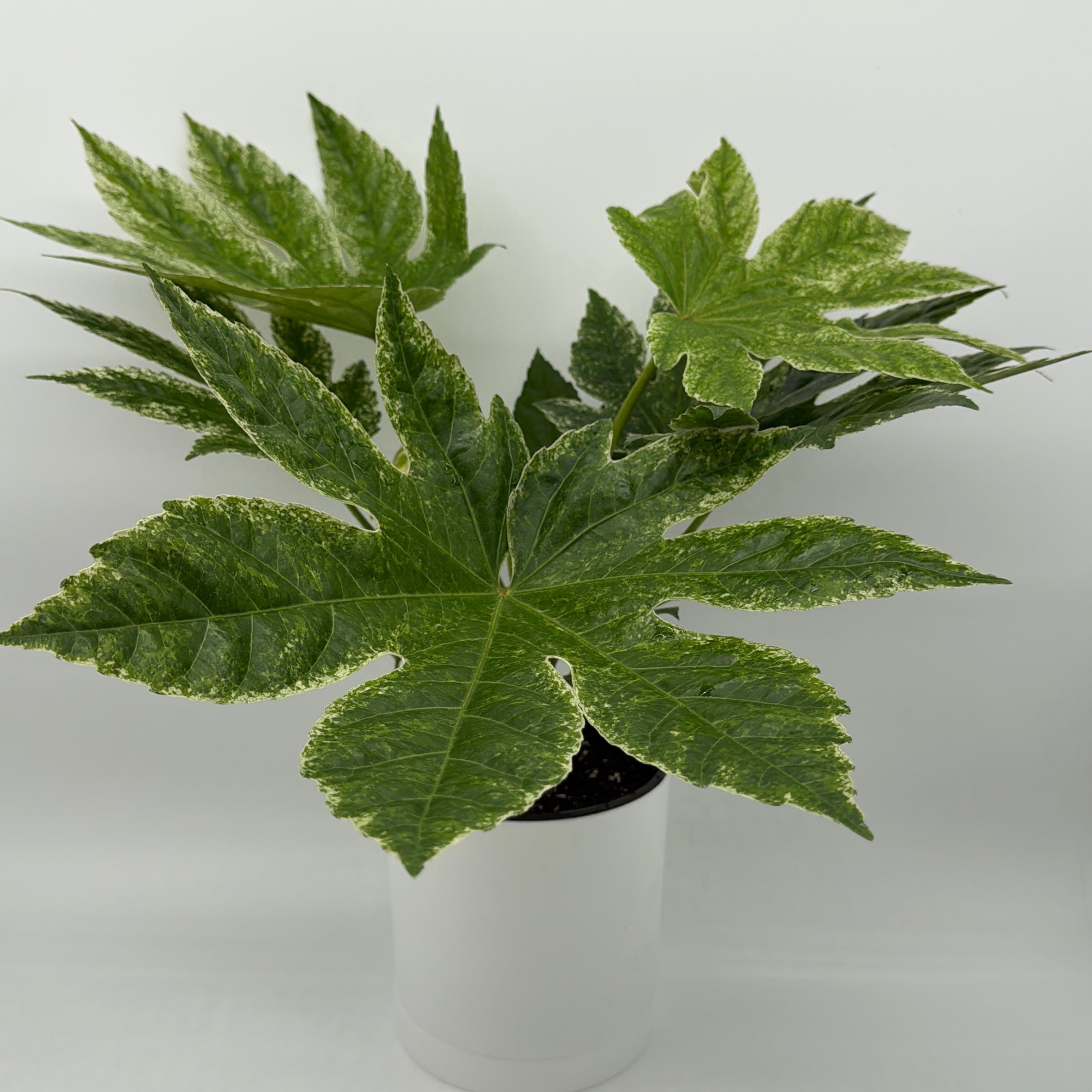 Fatsia Japonica Spider Web Variegated