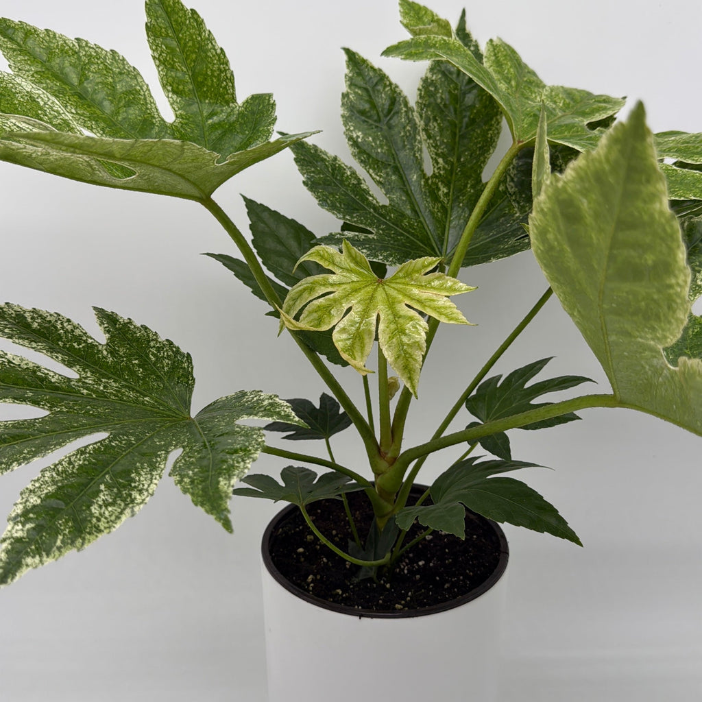 Fatsia Japonica Spider Web Variegated