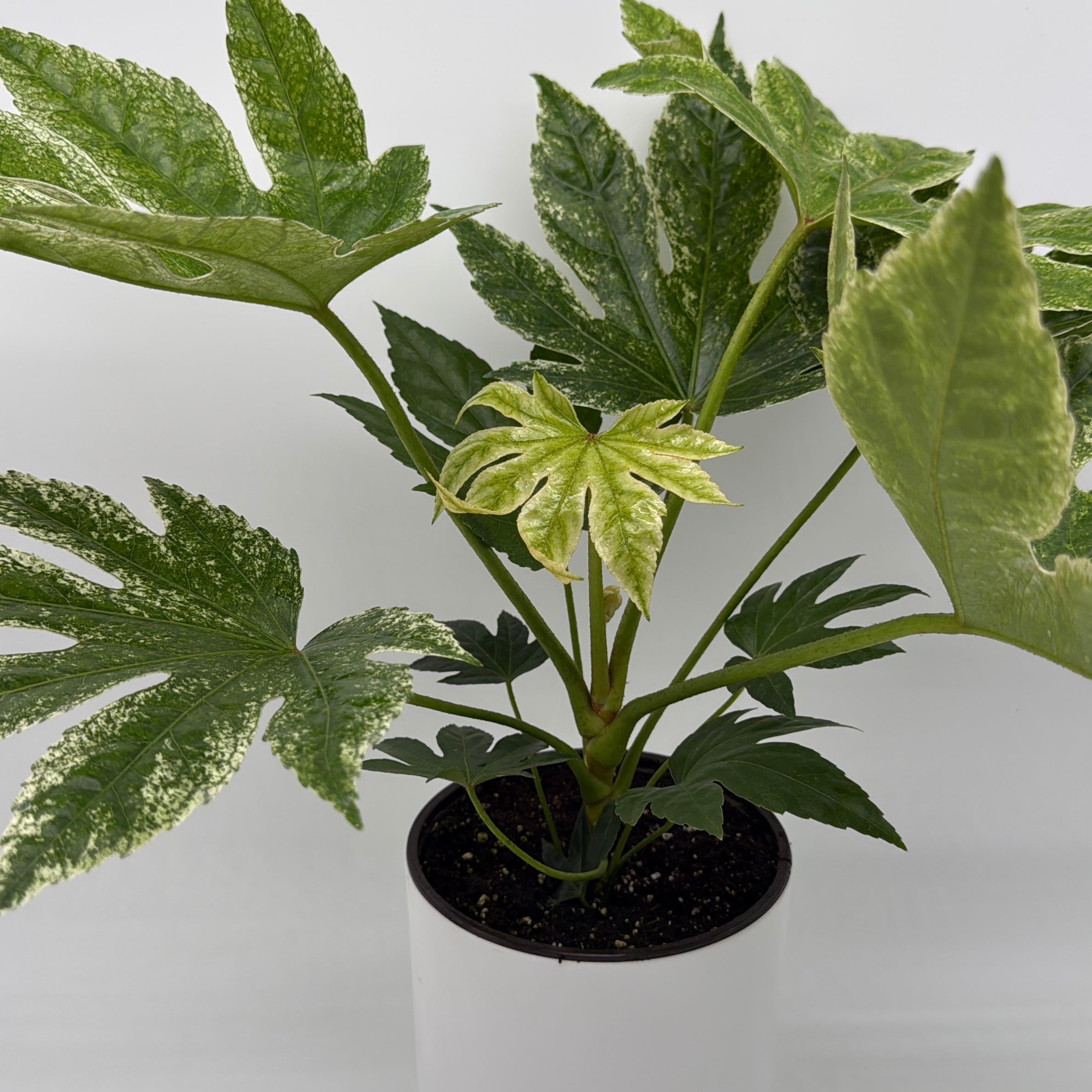 Fatsia Japonica Spider Web Variegated