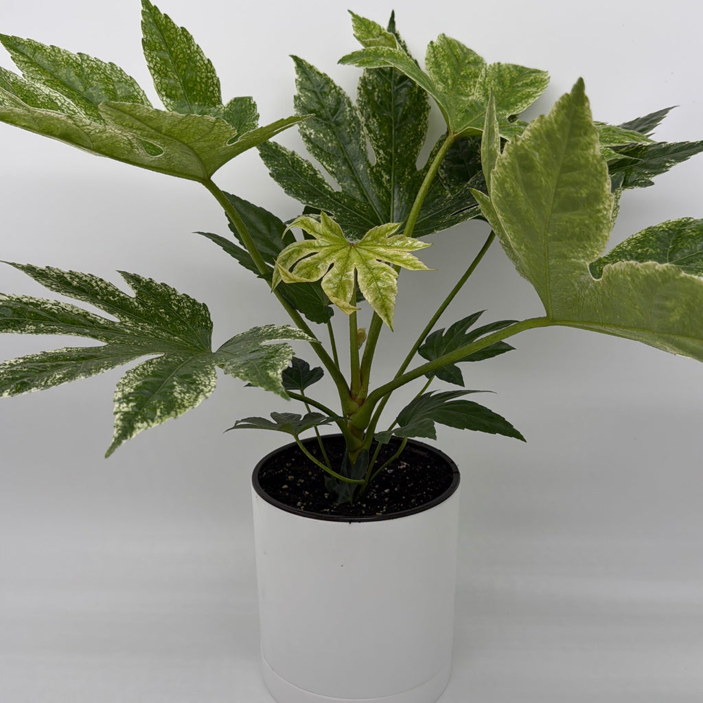 Fatsia Japonica Spider Web Variegated
