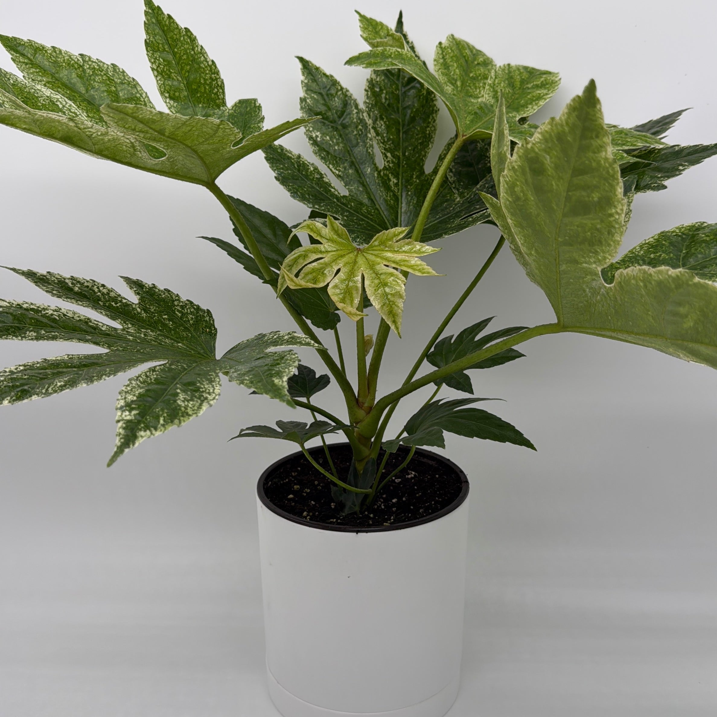 Fatsia Japonica Spider Web Variegated