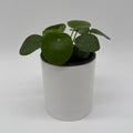 Chinese Money Tree (UFO Plant)