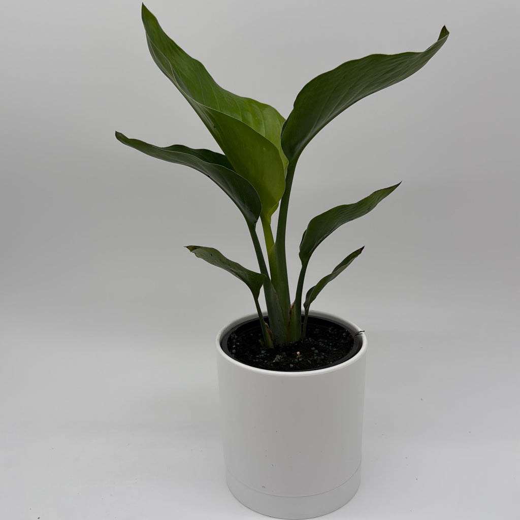 Bird of Paradise
