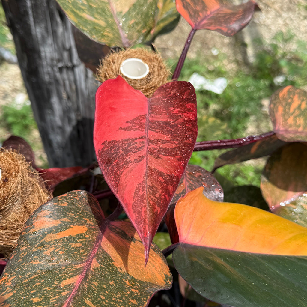 Philodendron Orange Princess Galaxy Variegated